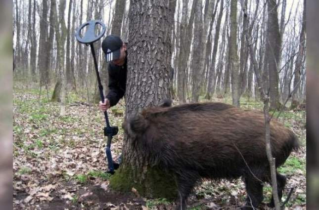 boar-metal-detector-and-gun-01