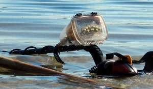 Underwater box for Garrett ACE. Photo & video